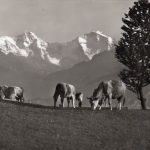 Alpweide mit Eiger, Mönch und Jungfrau ngl F9234