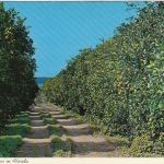 Florida, Orange Groves gl1982 F9370