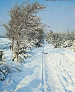 Prettige Kerstdagen en Gelukkig Nieuwjaar gl1971 G1489