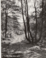 Terschelling, Bos-idylle ngl G1746