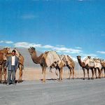 Tiere Kamele gl 300.554
