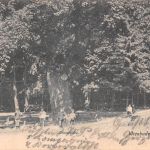 Wiesbaden Trauereiche feldpgl1915 300.705