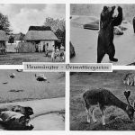 Neumünster Heimattiergarten gl1959 301.118