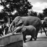 Duisburg Tierpark ngl 301.600