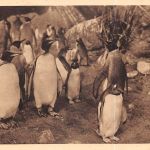 Motiv Tiere Pinguine Zoo Hagenbecks Tierpark Hamburg ngl 301.790