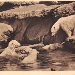 Motiv Tiere Eisbären Zoo Hagenbecks Tierpark Hamburg ngl 301.791