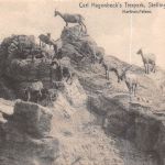 Motiv Tiere Zoo Markhor-Felsen Hagenbecks Tierpark Hamburg ngl 301.793