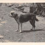 Motiv Tiere Hunde Bernardiner Schweiz Fotokarte ngl 301.794