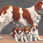 Motiv Tiere Hunde Bernardiner Schweiz ngl 301.795