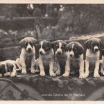 Motiv Tiere Hunde Bernardiner Schweiz Fotokarte ngl 301.796