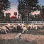 Motiv Tiere Schafe ngl 301.797