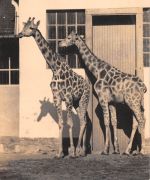 Dresden Zoo Giraffen gl1962 303.255