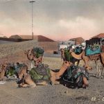 Jemen Aden Camels ngl 305.195