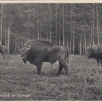 Wisente im Saupark bei Springe a.D. ngl G3318