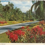 JA Kingston, The Royal Botanical Gardens at Hope gl1974 G3698