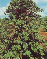 Brasilien, Cafeeiro com Frutos ngl G3757