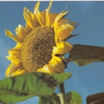 Sonnenblume ngl G3784