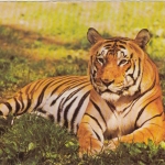 Tiere: ein Tiger ngl G5217