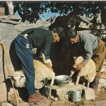 Greece, Milking in the sheepfolg ngl G5271
