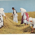 Hrvatska, Zetva u Slavoniji ngl G5309