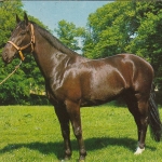 Tiere: Ein schönes Pferd gl1987 G5325