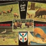 Springe a.Deister, Wisentgehege, Mehrbildkarte gl1972 G6778