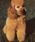 Tiere: Apricot-Pudel ngl 150.655