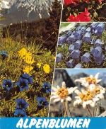 Alpenblumen Enzian Edelweiß Almrausch Glockenblume gl1982 156.750