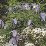 Alpen-Rebe Faltkarte ngl E0056