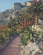 Monaco, Jardin Exotiques, Aloés Férox Hybrides ngl E0529