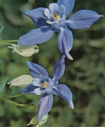 Alpen-Akelei ngl E1060