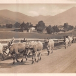 Almabtrieb ngl 159.757