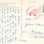 Alpenblumen gl1967? E1366