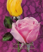 Geburtstag-Wünsche mit Rosen glum 1960? E2283