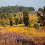 Wilseder Berg in der Lüneburger Heide ngl 170.289