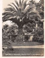 Insel Mainau (Bodensee) Phoenix-Palme ngl 170.980
