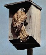 Turmfalke am Nistkasten ngl 171.091