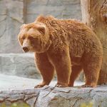 Ein Bär ngl 171.114