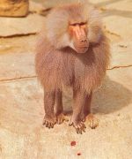 Ein Affe ngl 171.115