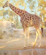 Eine Giraffe ngl 171.120