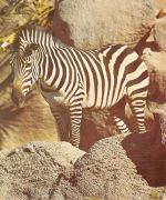 Ein Zebra ngl 171.122