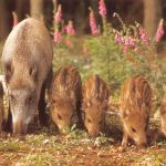 Wildschwein mit Frischlingen ngl 171.134