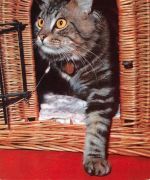 Eine Katze ngl 171.137