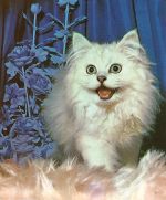 Eine Katze ngl 171.141