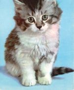 Eine Katze ngl 171.142