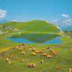 Lac d'Ai mit viel Rindvieh ngl E3723