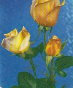 Geburtstag-Wünsche mit Rosen gl1974 E3928