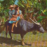 Philippinen, Carabao ngl E4897