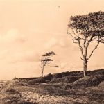 Ahrenshoop Küste bei Esperort gl1965 173.916