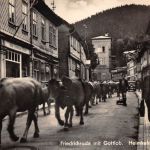 Friedrichroda Heimkehr der Kuhherde ngl 178.798